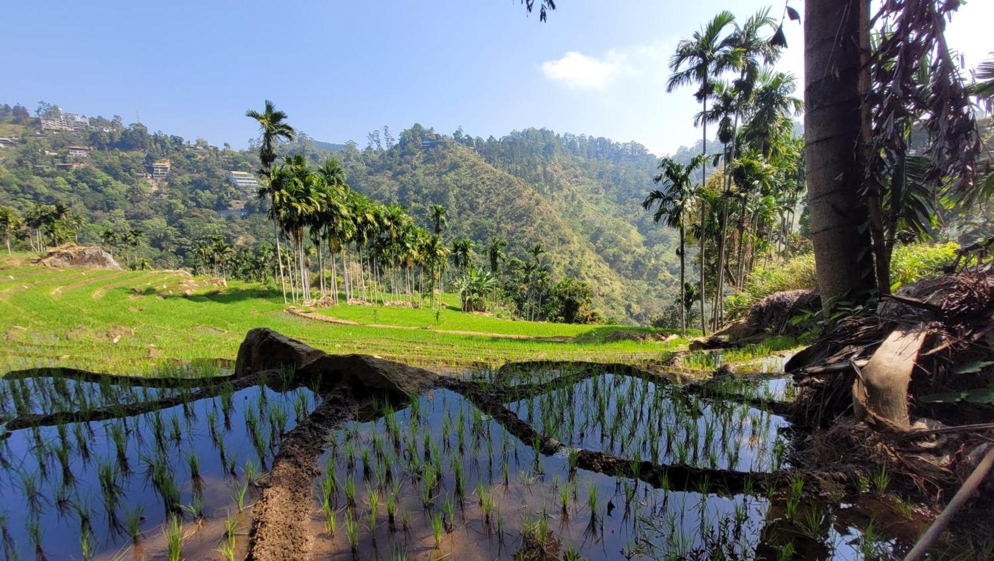 Forest Rawana Homestay Ella Extérieur photo